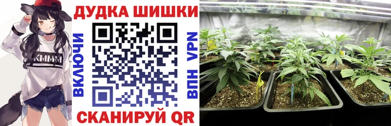 Конопля сатива  Купить  Нефтегорск 